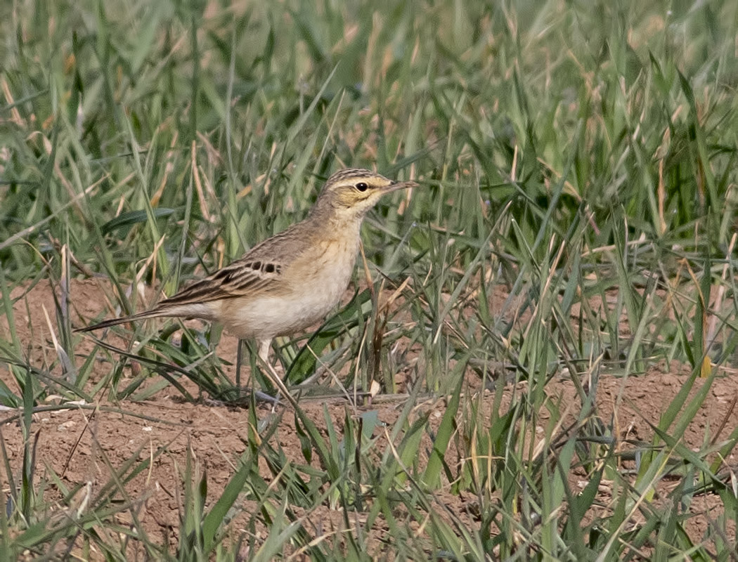 Tawny Pipit