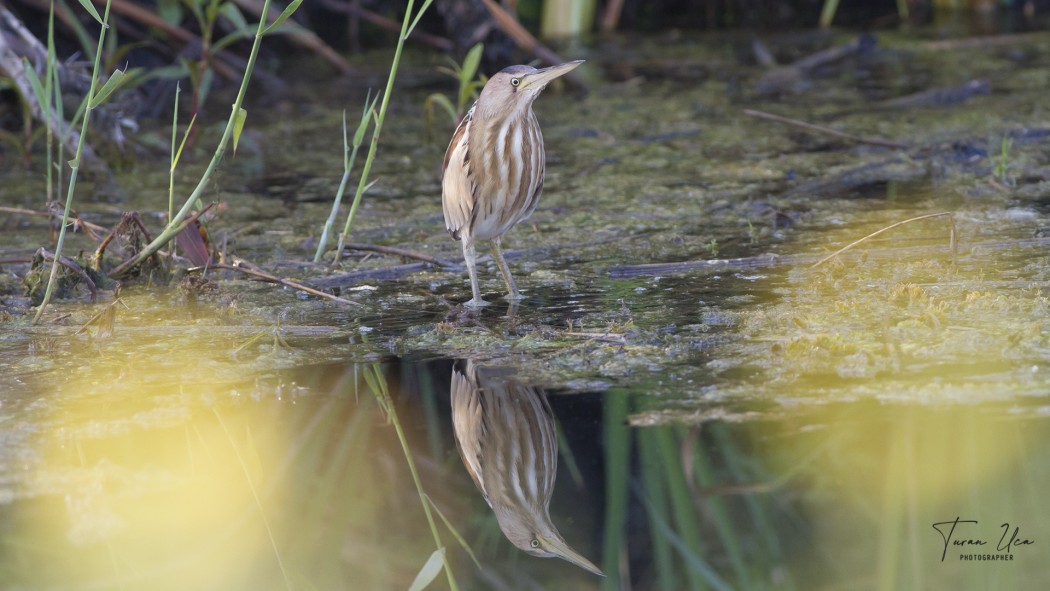 Little Bittern