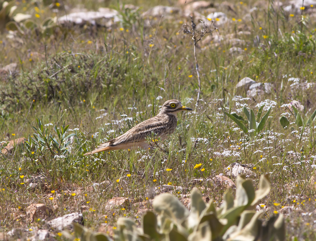 Eurasian Stone-curlew