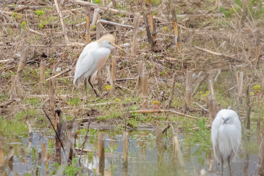 Western Cattle Egret