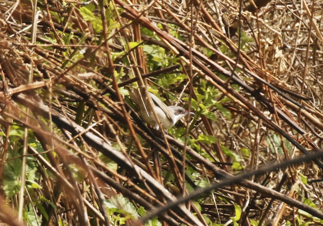 Eastern Orphean Warbler