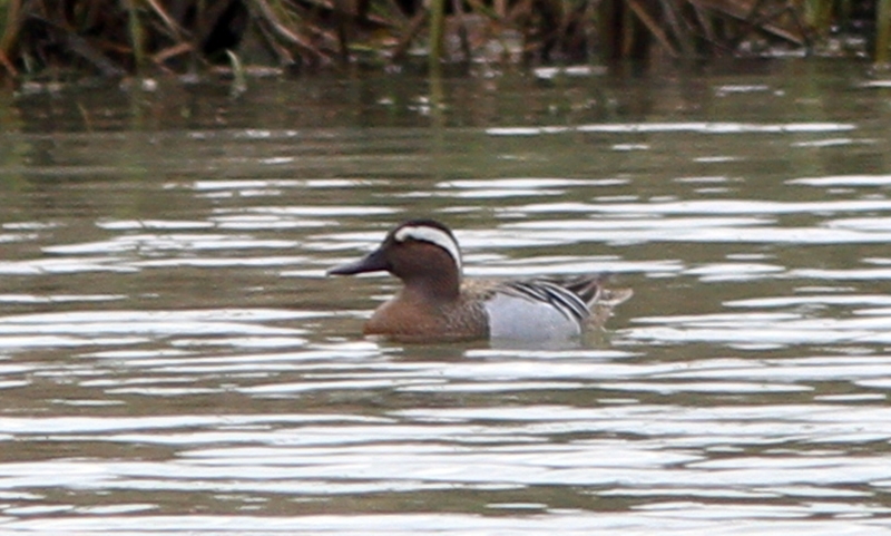 Garganey