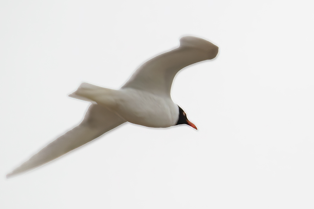 Mediterranean Gull