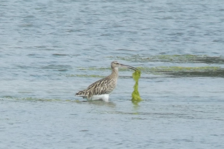 Eurasian Curlew