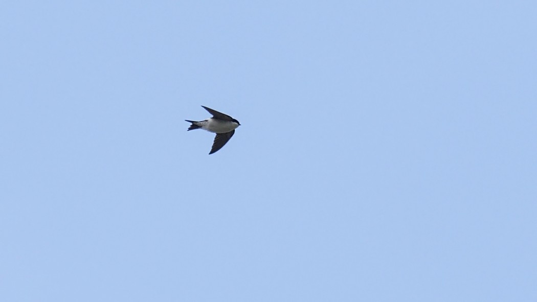 Western House Martin