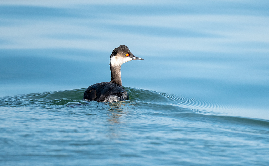 Black-necked Grebe