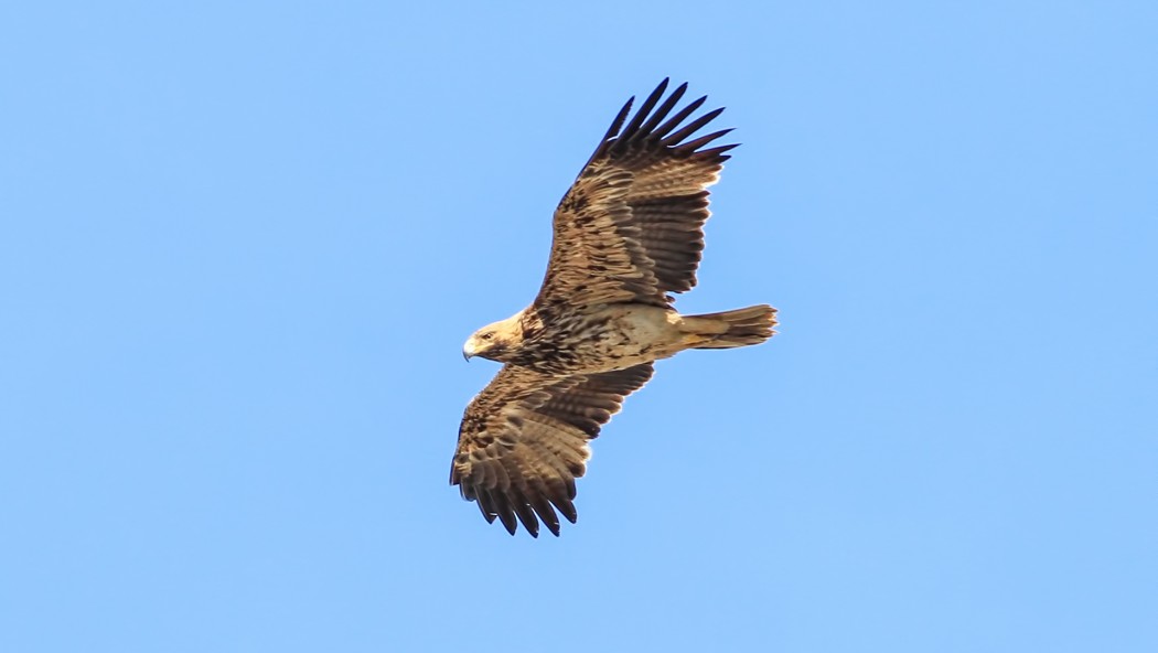 Şah Kartal
