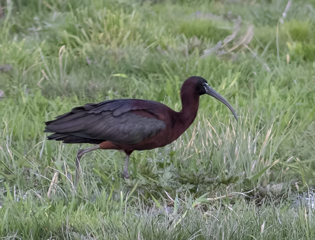 Glossy Ibis