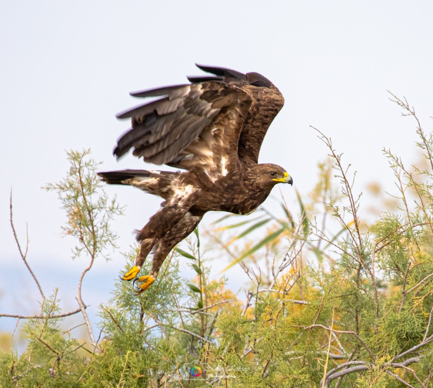 Lesser Spotted Eagle