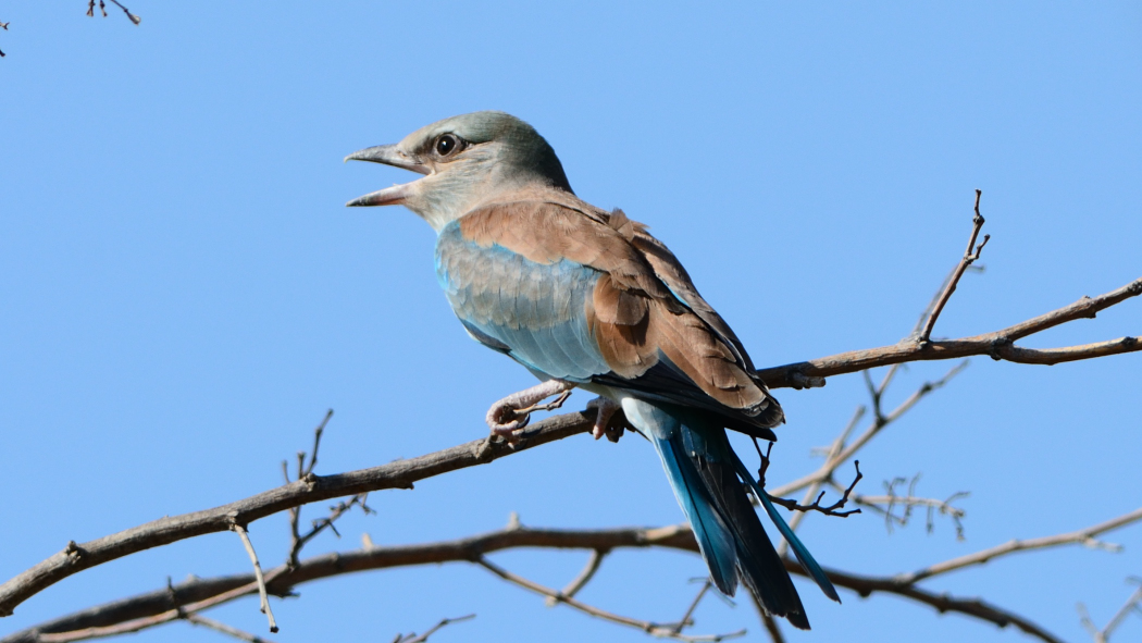 European Roller