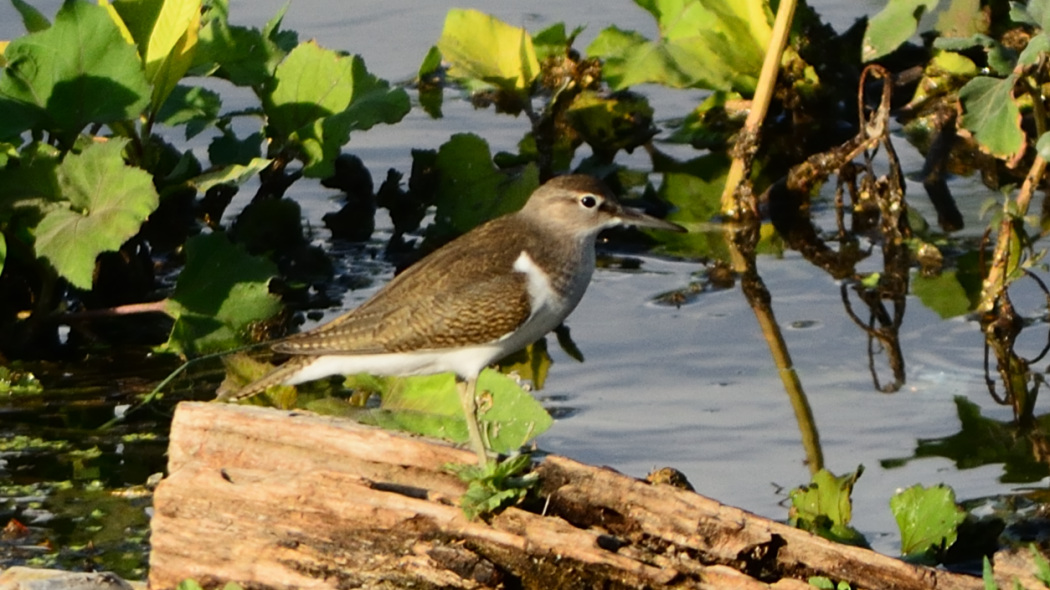 Common Sandpiper
