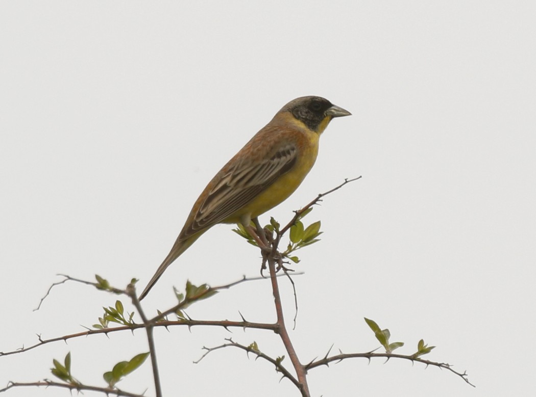 Black-headed Bunting