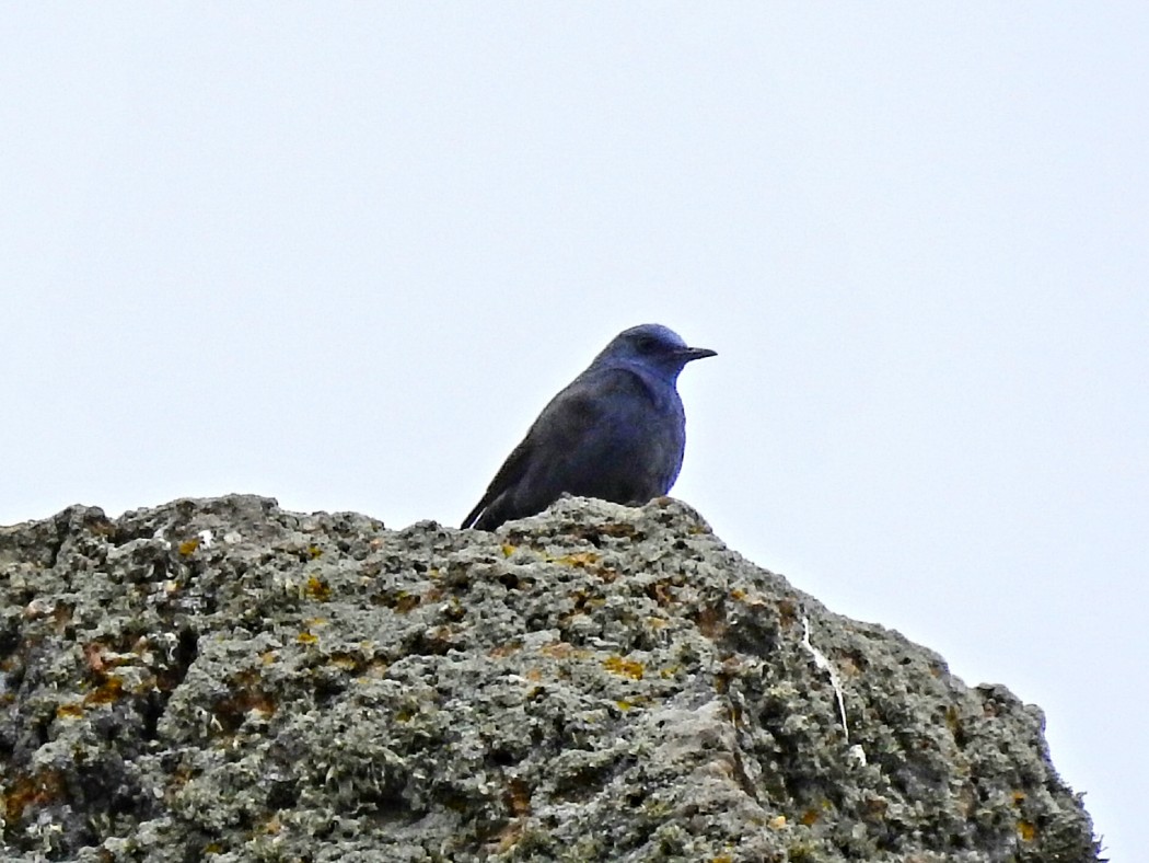 Blue Rock Thrush