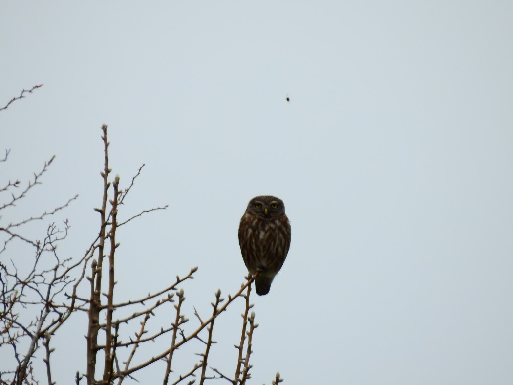 Little Owl