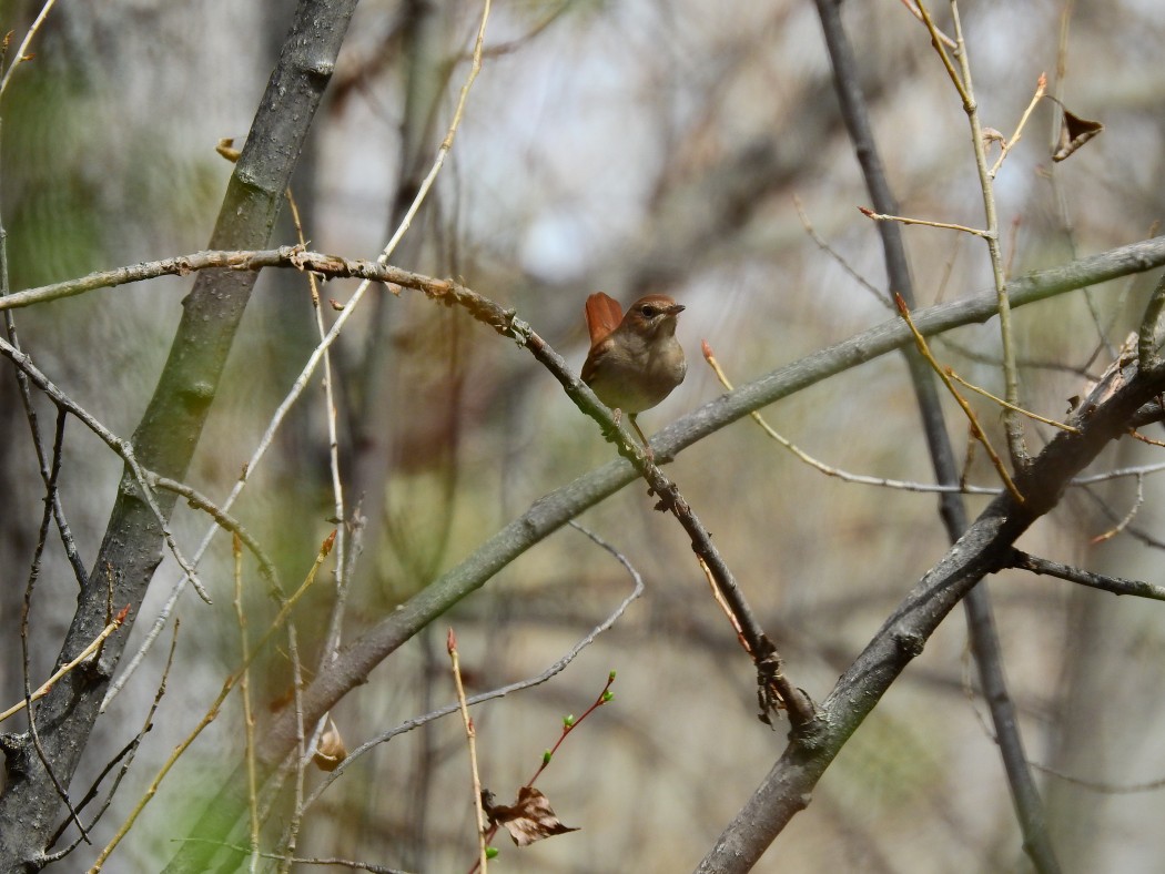 Common Nightingale
