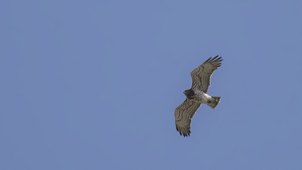 Short-toed Snake Eagle