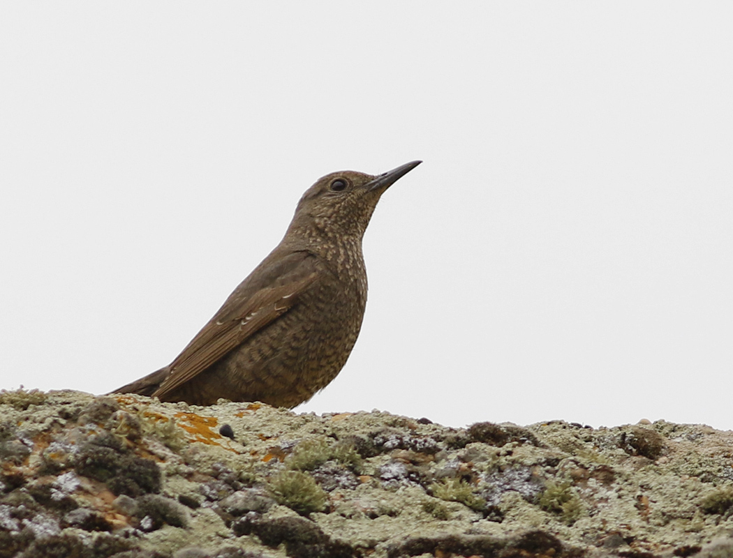 Blue Rock Thrush