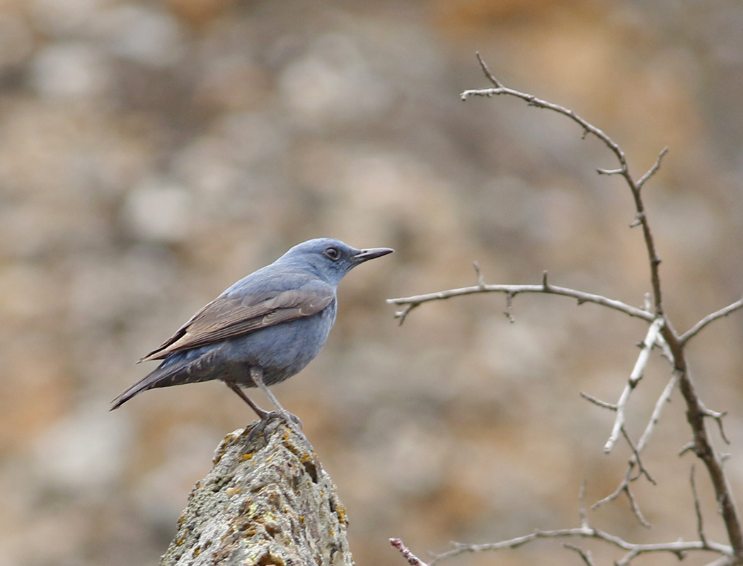 Blue Rock Thrush