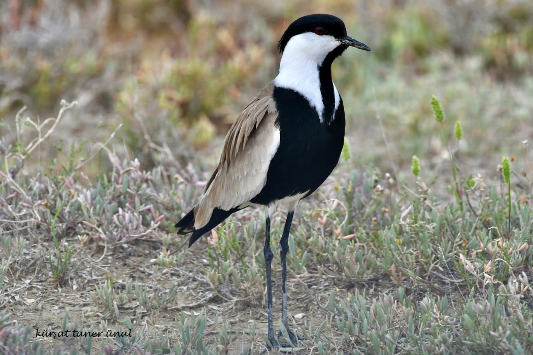 Spur-winged Lapwing