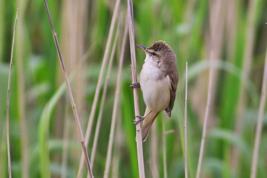 Great Reed Warbler