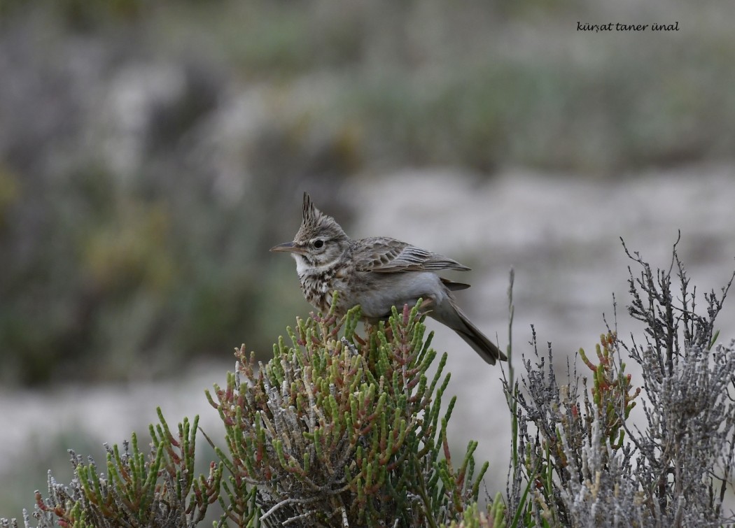 Crested Lark
