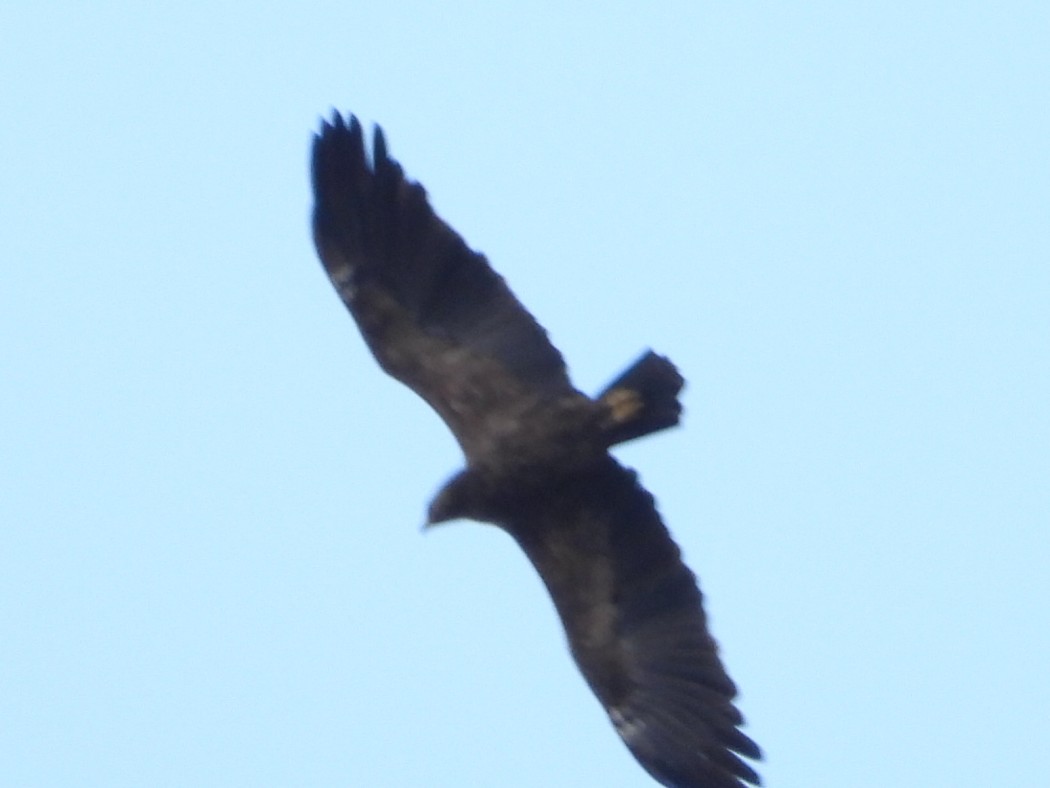 Lesser Spotted Eagle