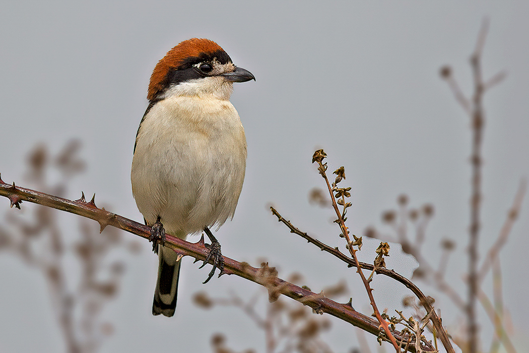 Woodchat Shrike