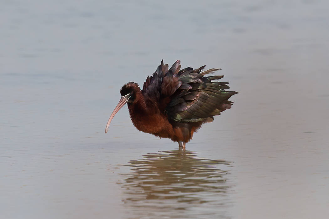 Glossy Ibis
