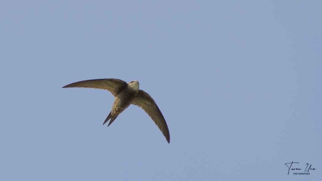 Pallid Swift