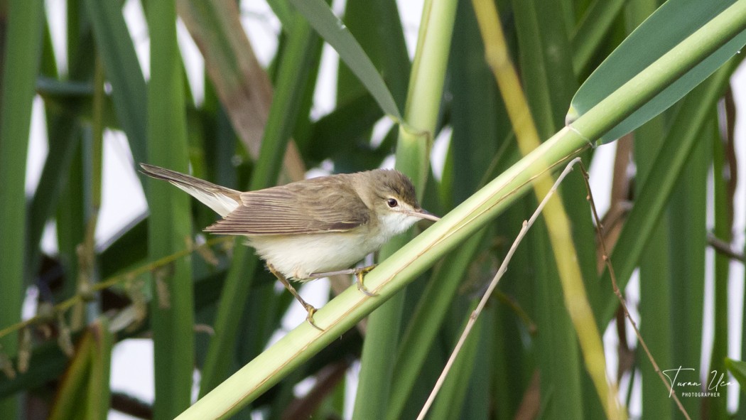 Common Reed Warbler