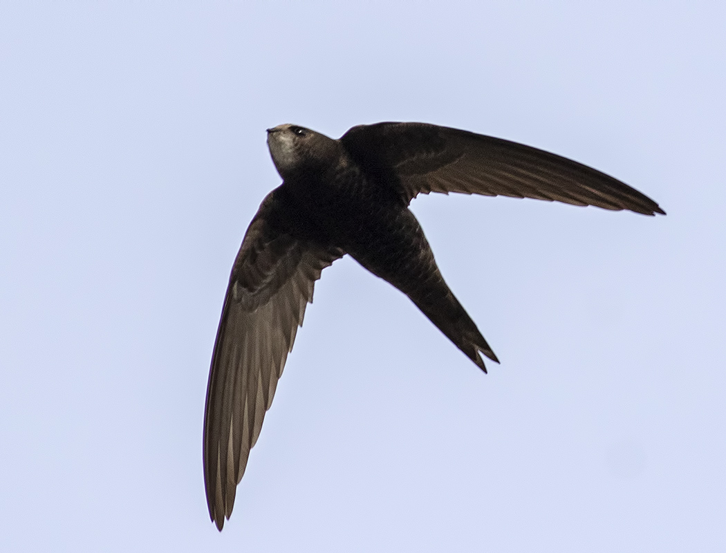 Pallid Swift