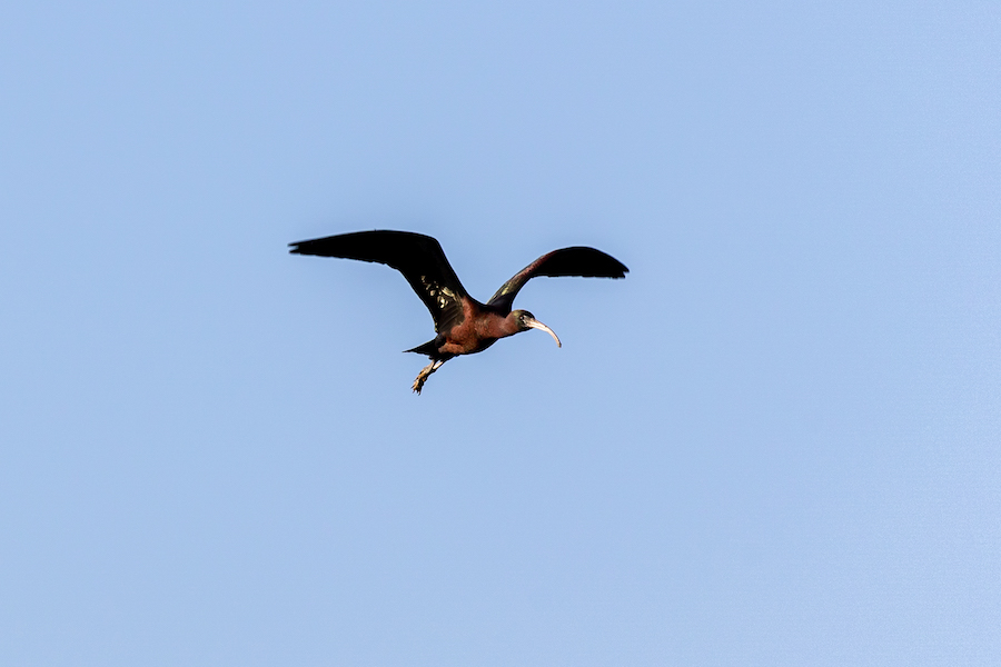 Glossy Ibis