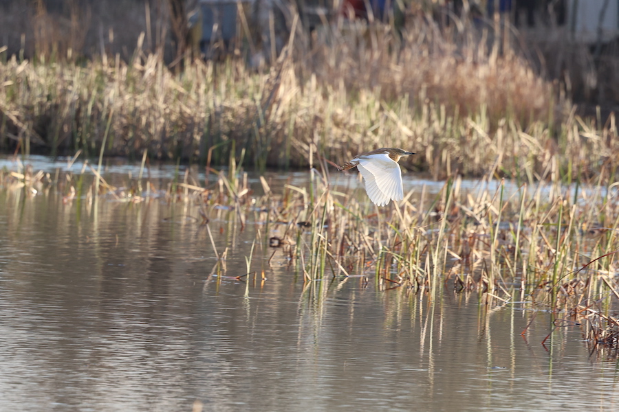Squacco Heron