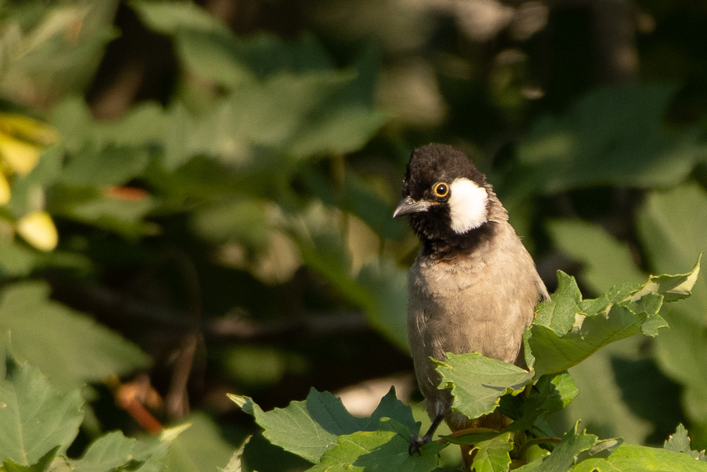 White-eared Bulbul