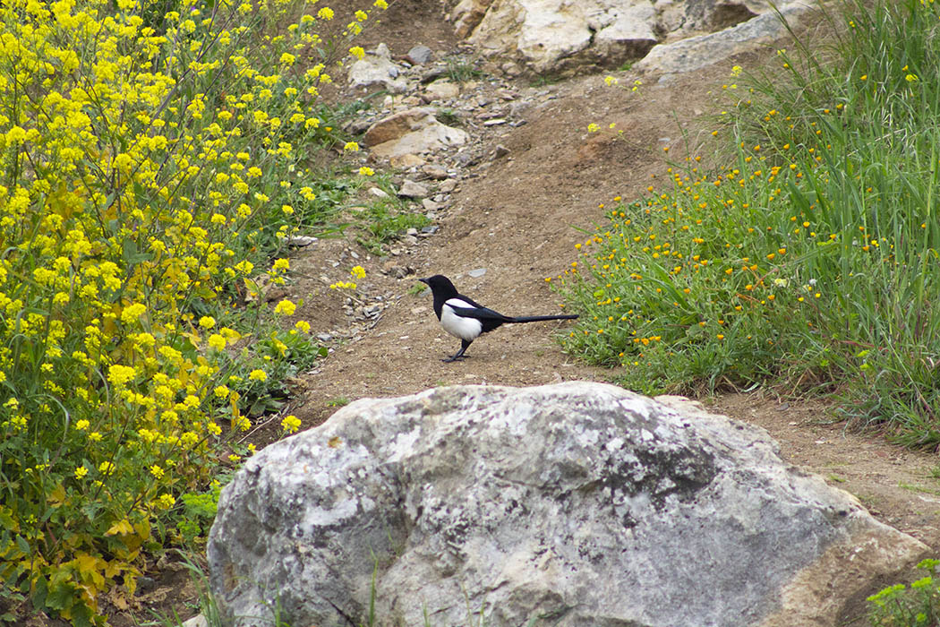 Eurasian Magpie