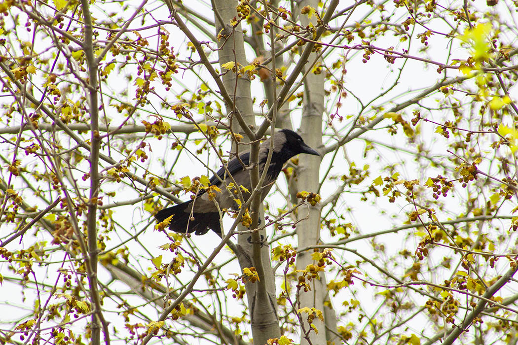Hooded Crow