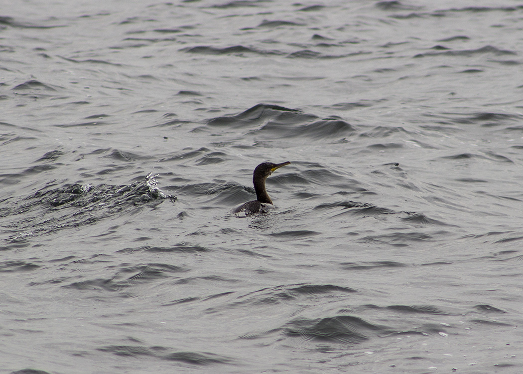 European Shag