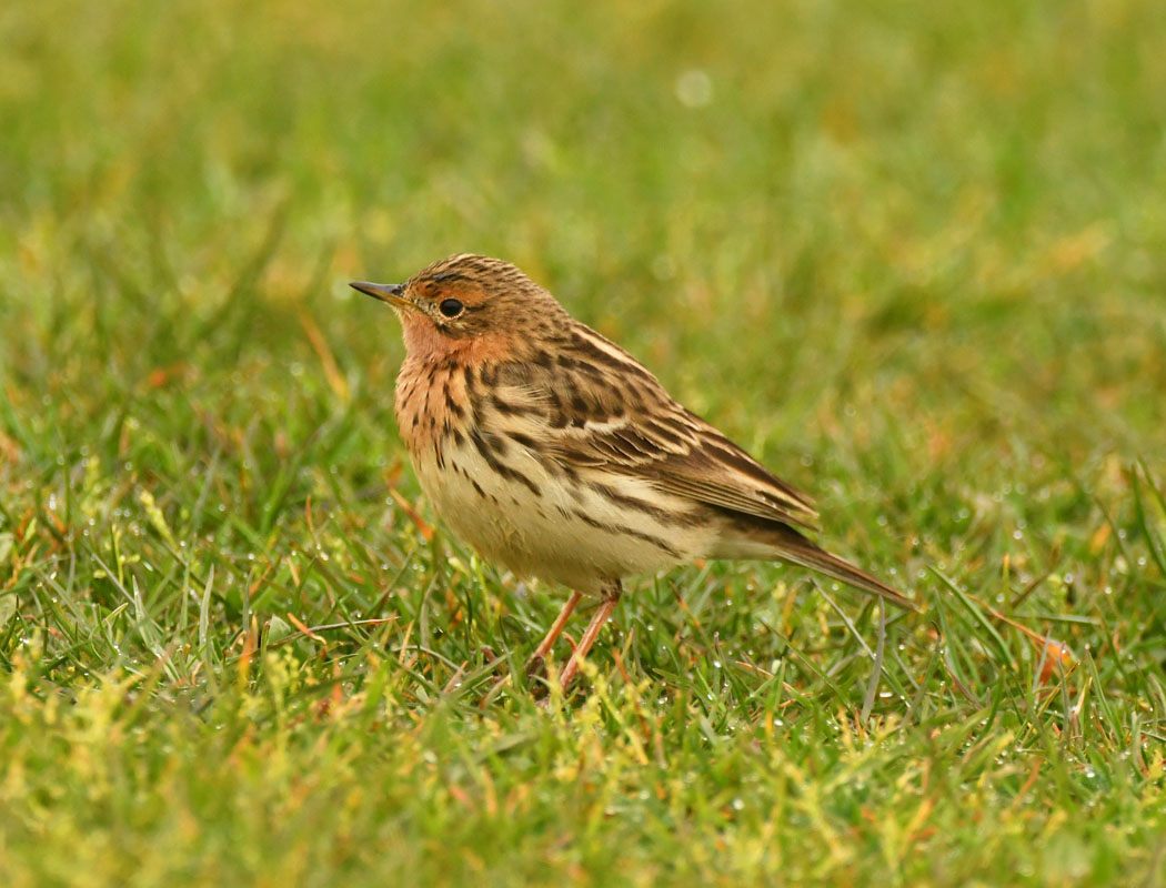 Red-throated Pipit