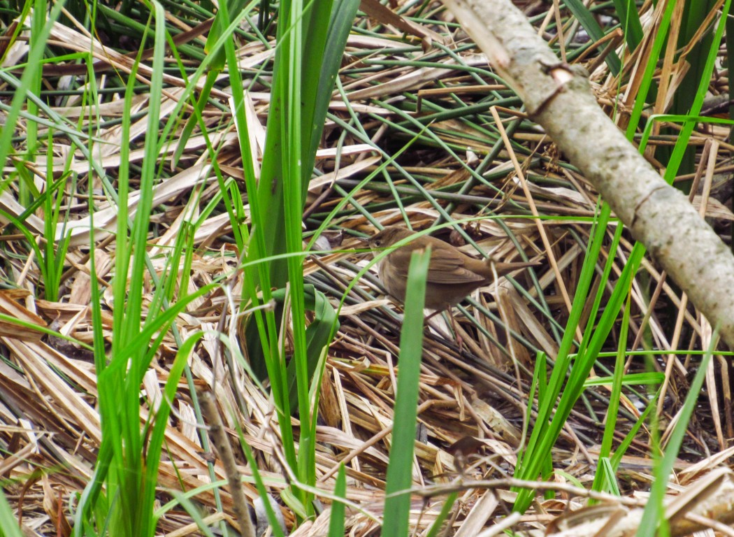 Savi`s Warbler