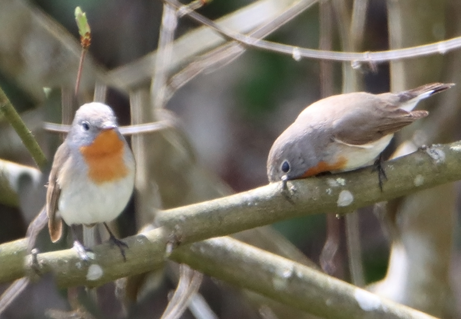 Red-breasted Flycatcher