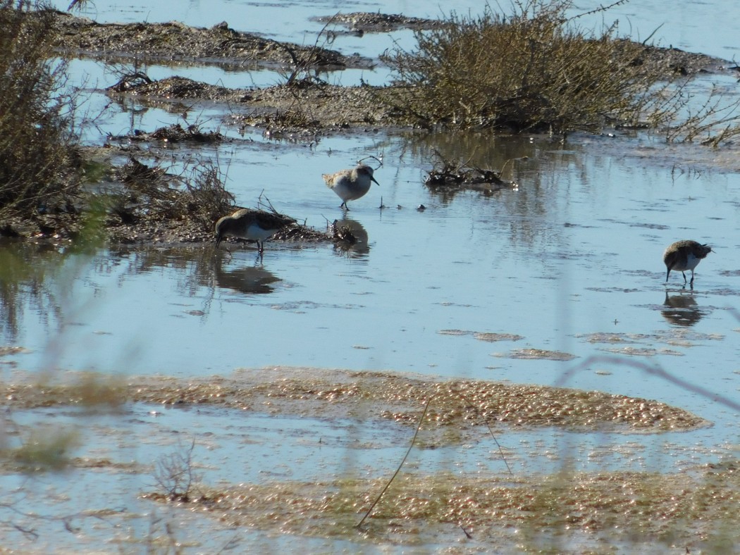 Little Stint