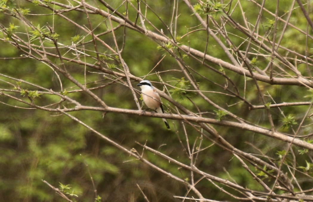 Red-backed Shrike