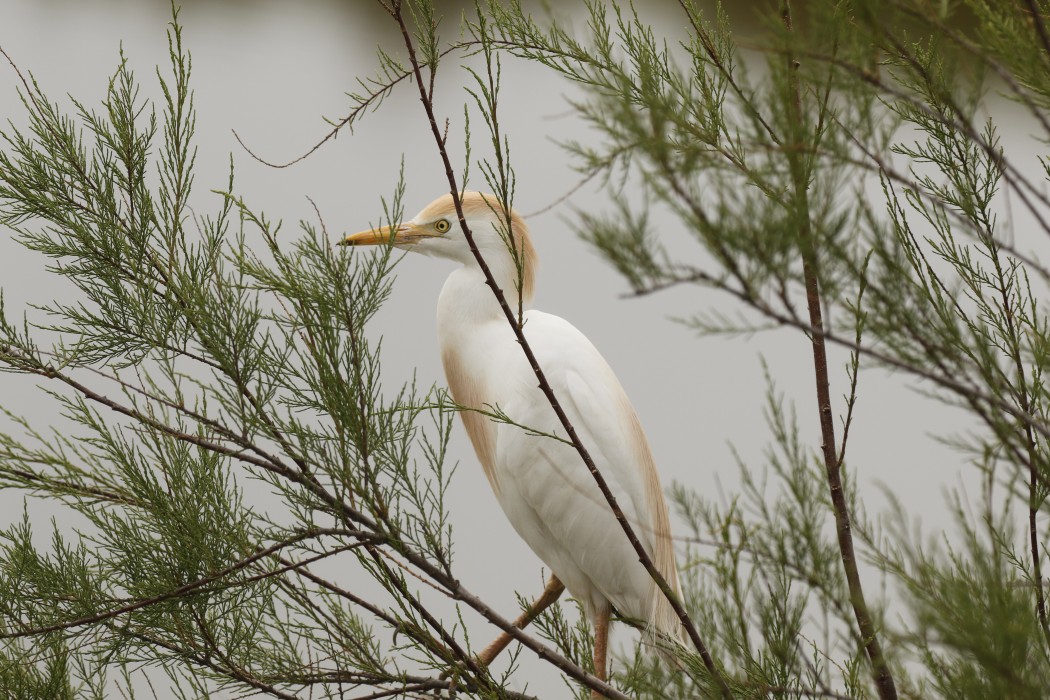 Western Cattle Egret
