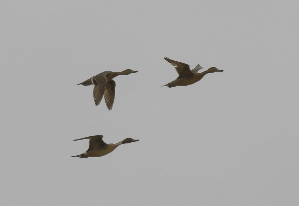Northern Pintail