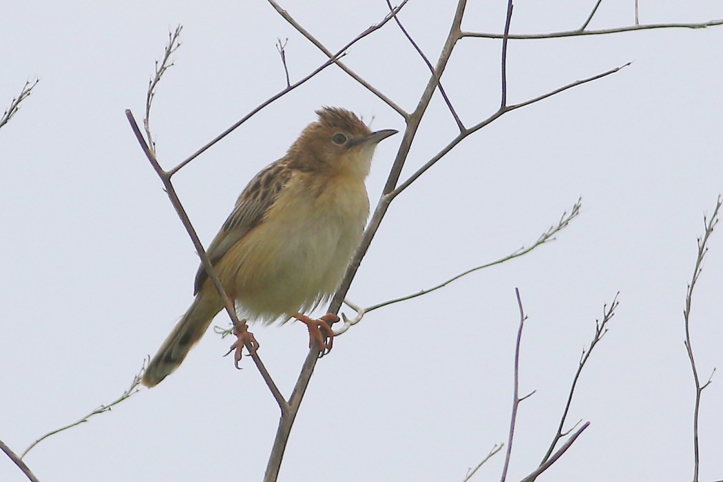 Zitting Cisticola