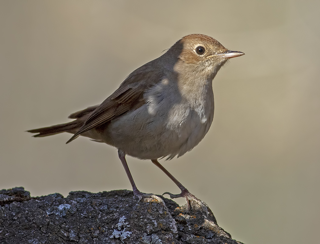 Common Nightingale