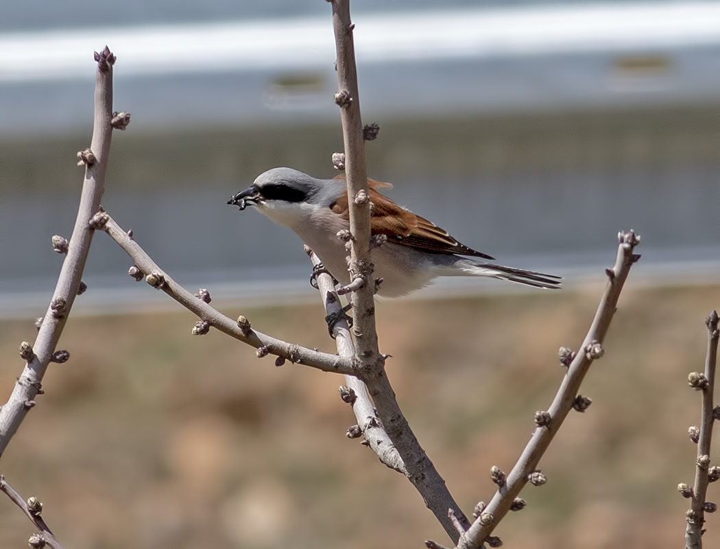 Red-backed Shrike
