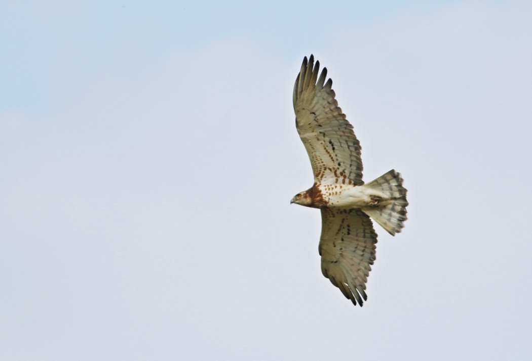 Short-toed Snake Eagle