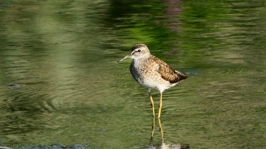 Wood Sandpiper