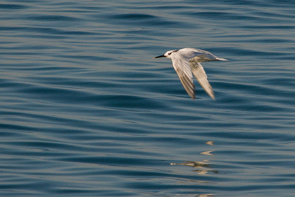 Sandwich Tern